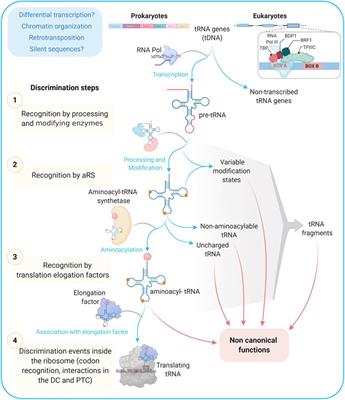 On the Track of the Missing tRNA Genes: A Source of Non-Canonical Functions?